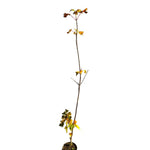 Carica immagine nel visualizzatore Galleria, SORBO DEGLI UCCELLATORI - Sorbus Aucuparia
