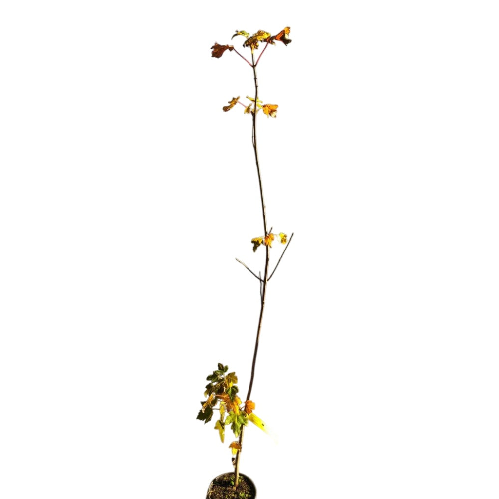 SORBO DEGLI UCCELLATORI - Sorbus Aucuparia
