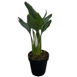Carica immagine nel visualizzatore Galleria, STERLIZIA GIGANTE - Strelitzia nicolai
