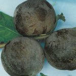 Carica immagine nel visualizzatore Galleria, SUSINA ANGELENO - Prunus domestica
