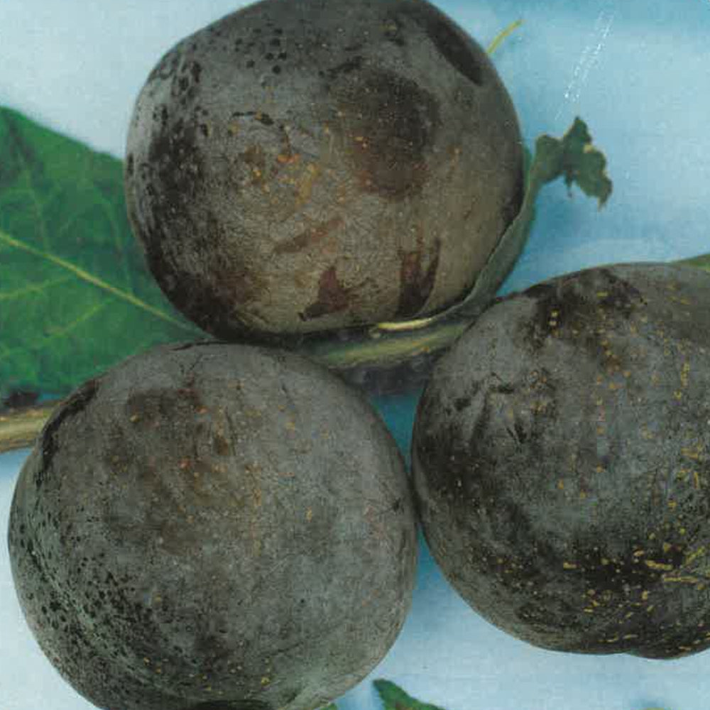 SUSINA ANGELENO - Prunus domestica