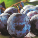 Carica immagine nel visualizzatore Galleria, SUSINA BLACK AMBER - Prunus domestica
