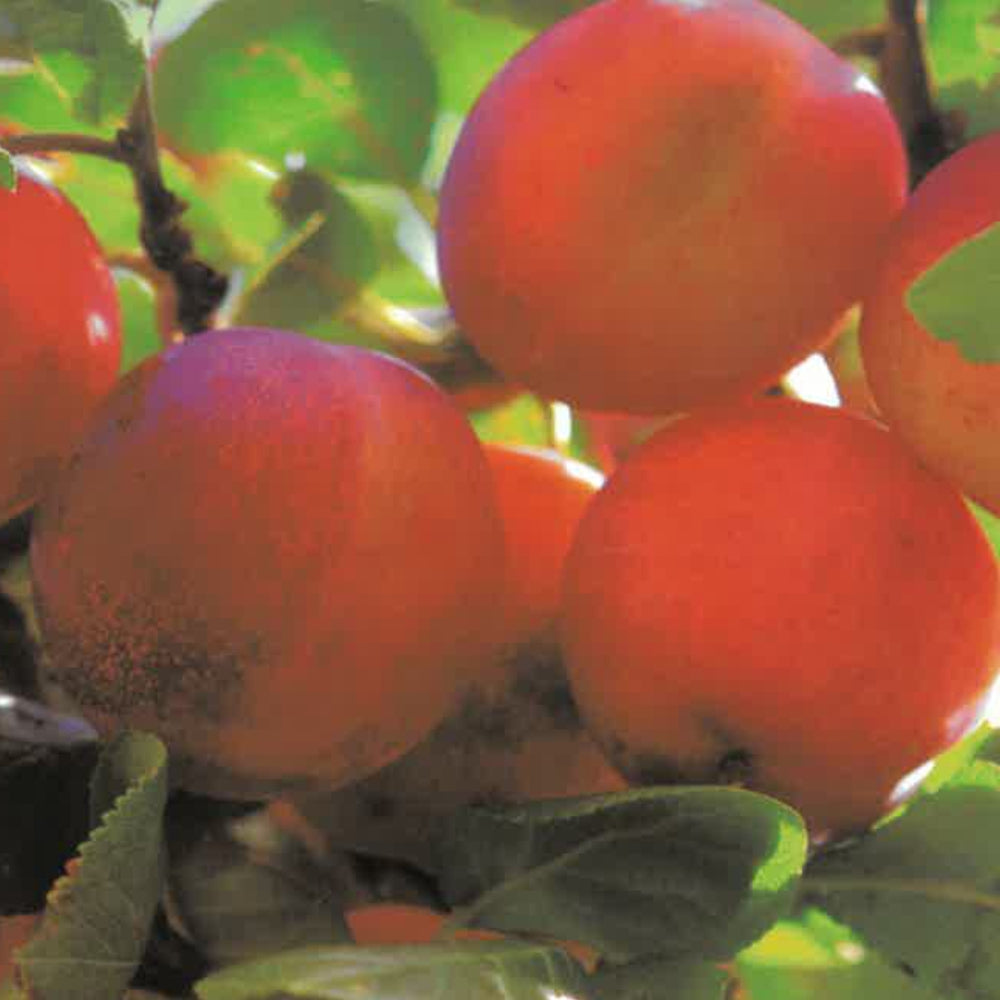 SUSINA BURMOSA - Prunus domestica