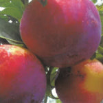 Carica immagine nel visualizzatore Galleria, SUSINA FORTUNE - Prunus domestica
