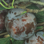 Carica immagine nel visualizzatore Galleria, SUSINA FRIAR - Prunus domestica
