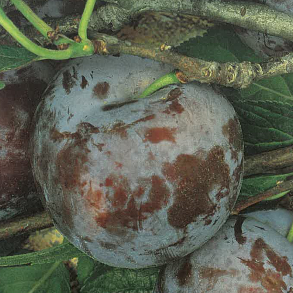 SUSINA FRIAR - Prunus domestica
