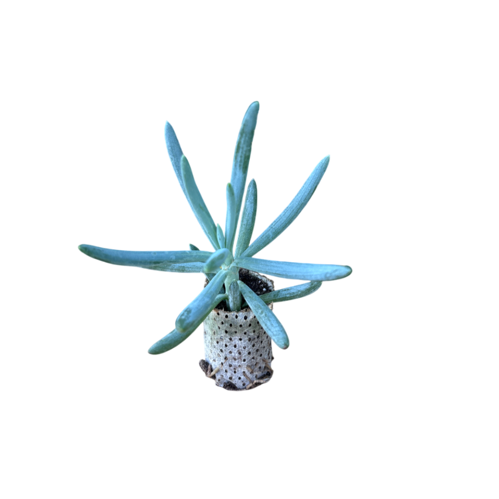 Serpens Blue Chalksticks - Senecio Candicans (in alveolo)