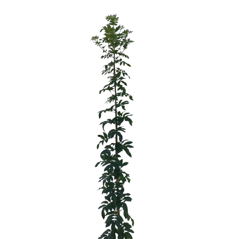 TEREBINTO - Pistacia terebinthus