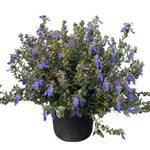 Carica immagine nel visualizzatore Galleria, TEUCRIUM FRUTICANS AZUREUM
