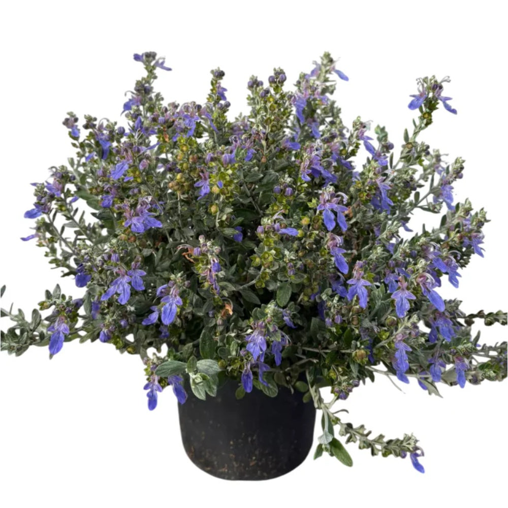 TEUCRIUM FRUTICANS AZUREUM