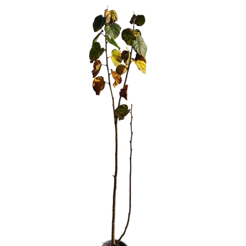TIGLIO - Tilia cordata