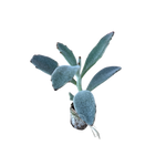 Carica immagine nel visualizzatore Galleria, Tomentosa - Kalanchoe Hybrida (in alveolo)
