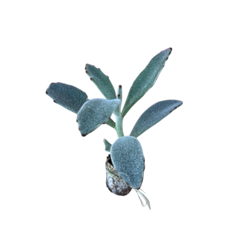 Tomentosa - Kalanchoe Hybrida (in alveolo)