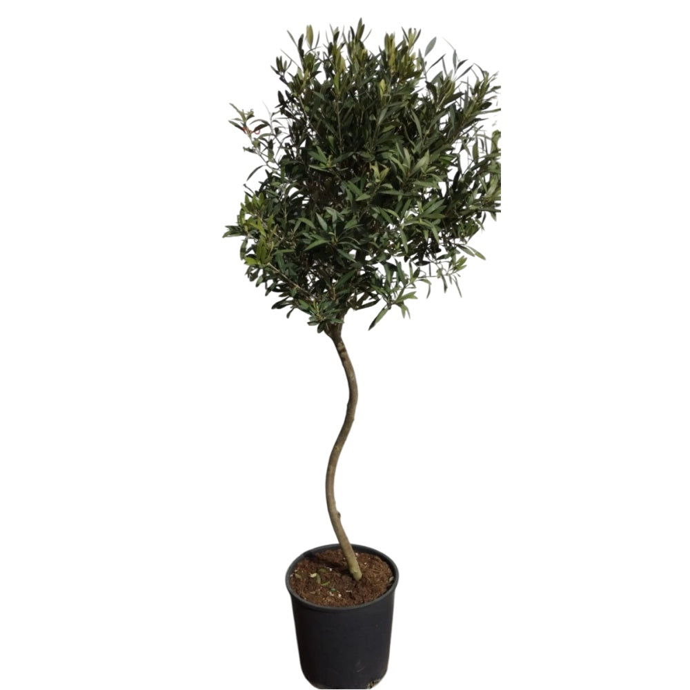 ULIVO AD ALBERELLO SPIRALE - Olea europaea