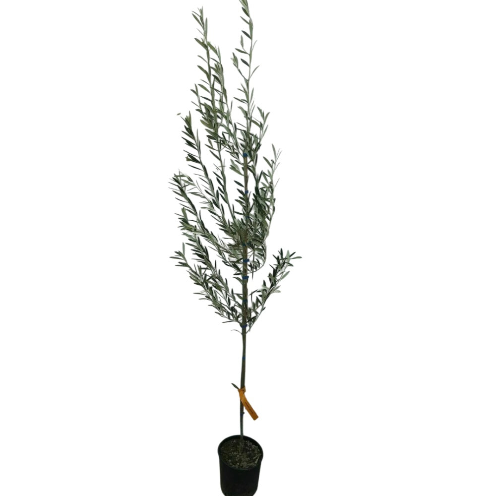 ULIVO CORREGGIOLO - Olea europaea