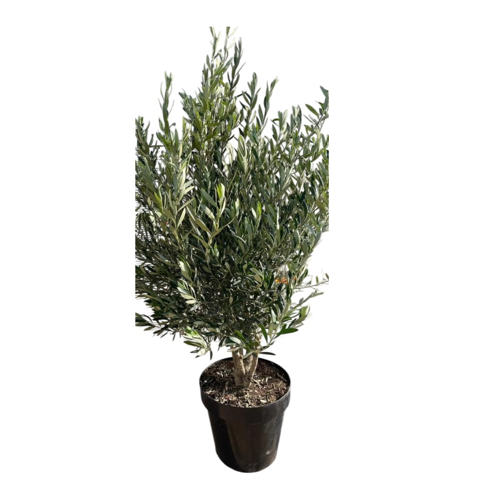 ULIVO MULTITRONCO - Olea europaea