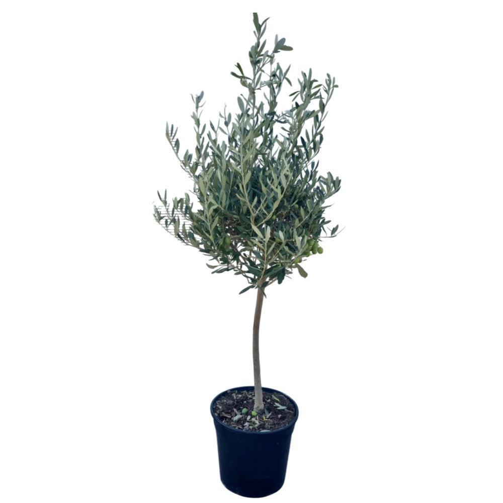 ULIVO ORNAMENTALE 1/4 di FUSTO - Olea europaea