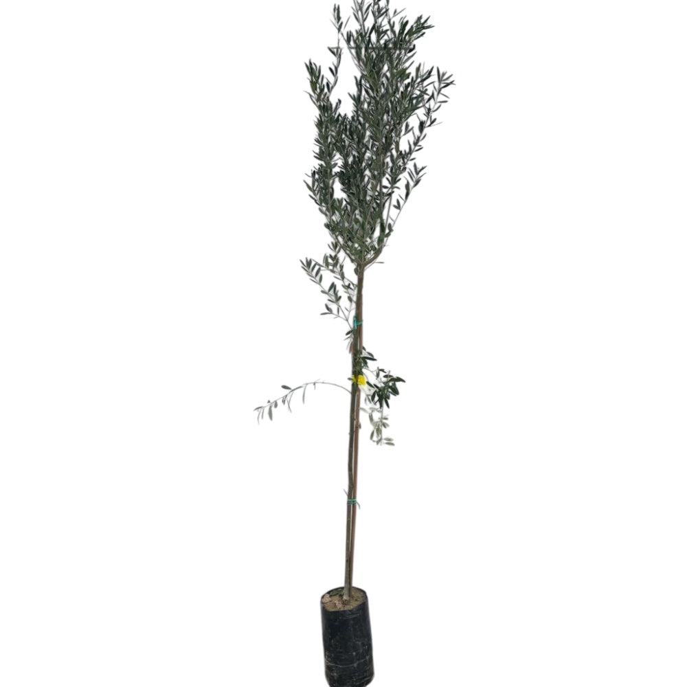 ULIVO ROGGIANELLA CALABRESE - Olea europaea