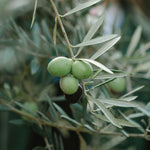 Carica immagine nel visualizzatore Galleria, ULIVO ASCOLANA- Olea Europaea Ascolana - Ulivo da Mensa
