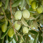 Carica immagine nel visualizzatore Galleria, ULIVO BELLA DI CERIGNOLA - Olea Europaea Bella di Cerignola - Ulivo da Mensa
