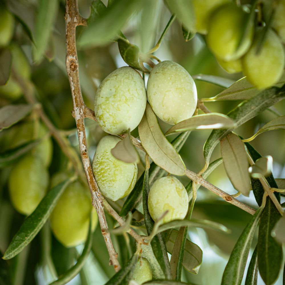 ULIVO BELLA DI CERIGNOLA - Olea Europaea Bella di Cerignola - Ulivo da Mensa