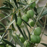 Carica immagine nel visualizzatore Galleria, ULIVO BELLA DI SPAGNA - Olea Europaea Bella di Spagna - Ulivo da Mensa
