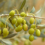 Carica immagine nel visualizzatore Galleria, ULIVO CIMA DI MELFI - Olea Europaea Cima di Melfi - Ulivo da Olio
