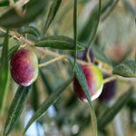 Carica immagine nel visualizzatore Galleria, ULIVO FRANTOIO - Olea Europaea Frantoio - Ulivo da Olio
