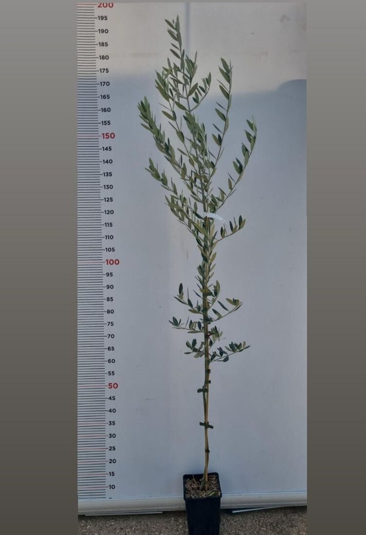 PIANTA DI ULIVO LECCINO BIOLOGICO " CERTIFICATO " (foto reale) ALTEZZ 150/170 CM