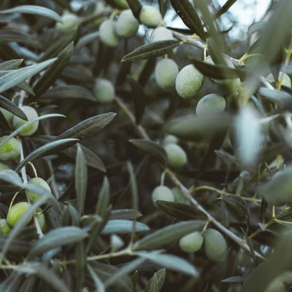 ULIVO MELA - Olea Europaea Mela - Ulivo Dolce