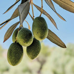 Carica immagine nel visualizzatore Galleria, ULIVO NOCELLARA DEL BELICE - Olea Europaea Nocellara del Belice - Ulivo da Mensa
