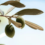 Carica immagine nel visualizzatore Galleria, ULIVO NOCELLARA MESSINESE - Olea Europaea Nocellara Messinese - Ulivo da Mensa
