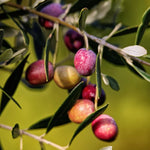 Carica immagine nel visualizzatore Galleria, ULIVO NOCIARA - Olea Europaea Ulivo Nociara - Ulivo da Olio
