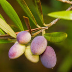 Carica immagine nel visualizzatore Galleria, ULIVO NOLCA - Olea Europaea Nolca - Ulivo Dolce
