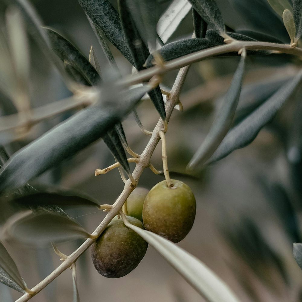 ULIVO OGLIAROLA - Olea Europaea Ogliarola - Ulivo da Olio