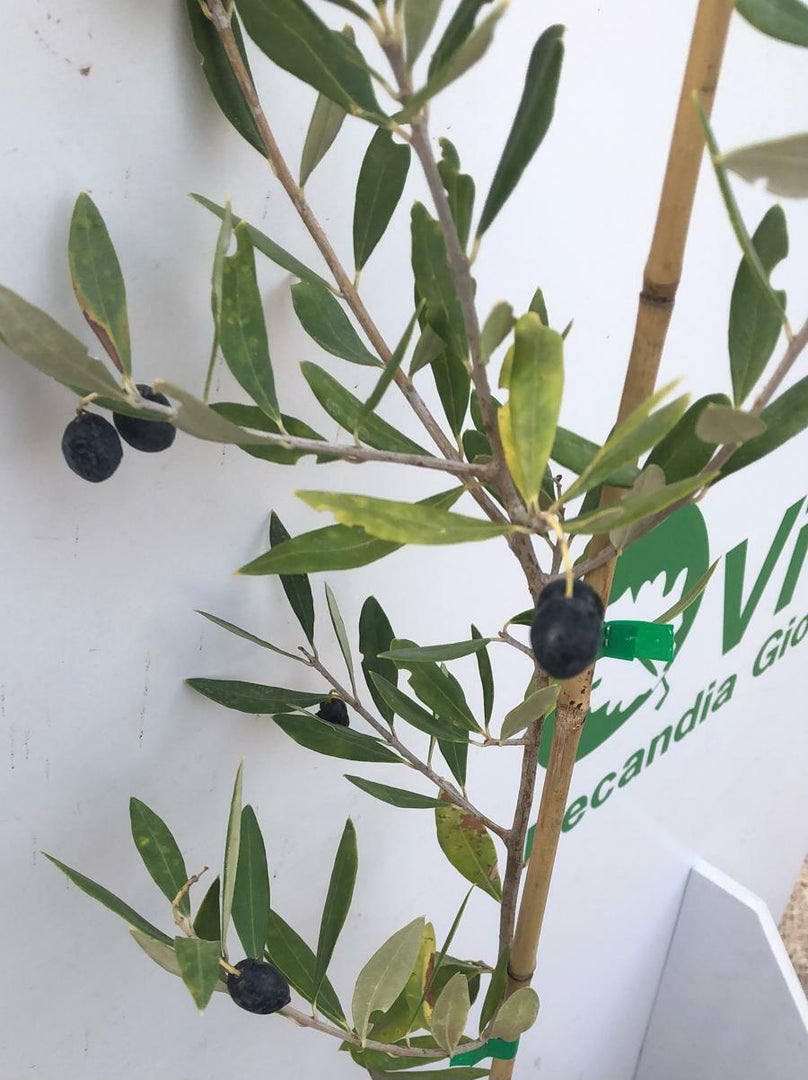 PIANTA DI ULIVO OGLIAROLA  anni 2 altezza 160/180 cm in vaso 20 cm 