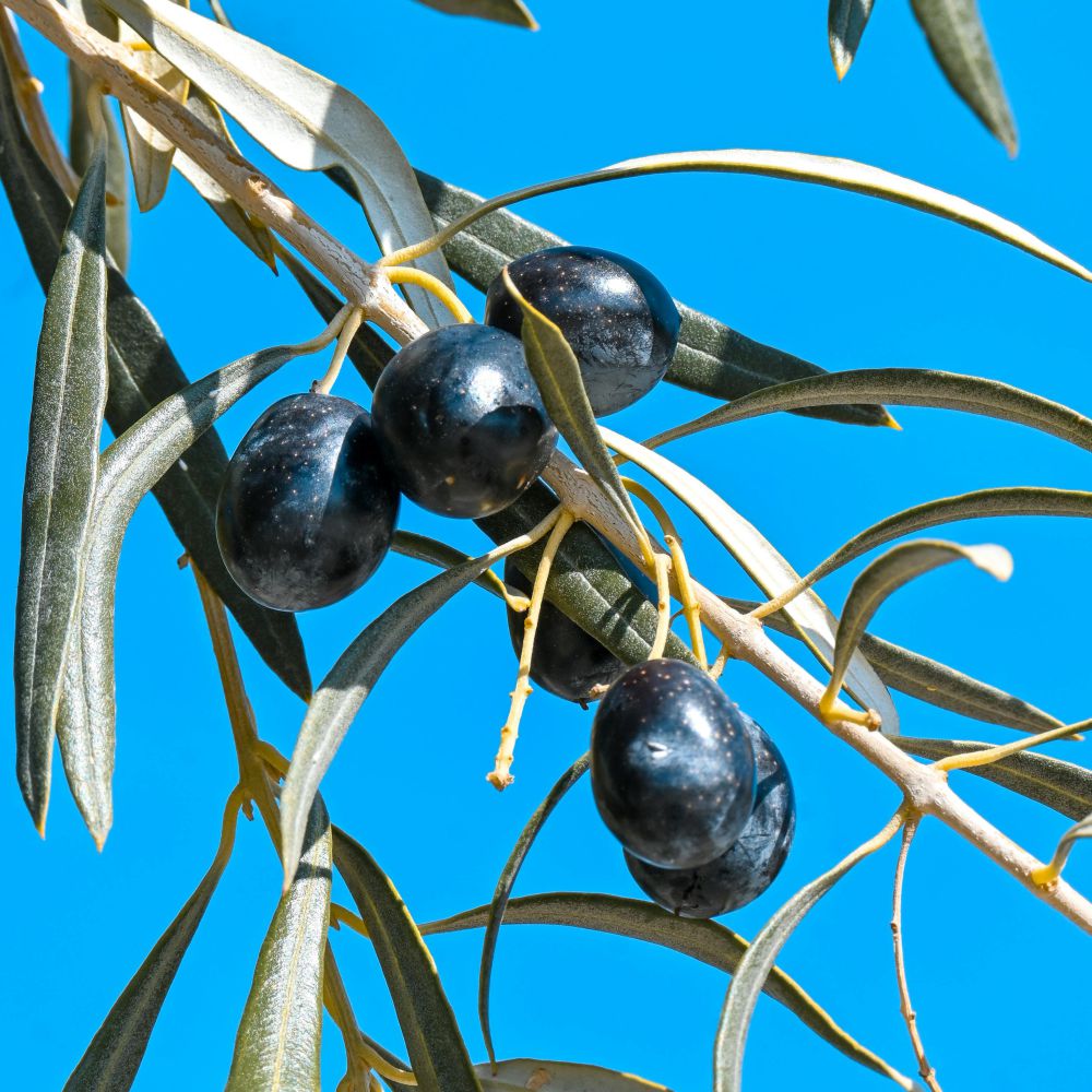 ULIVO PASOLA DI ANDRIA - Olea Europaea Pasola di Andria - Ulivo Dolce