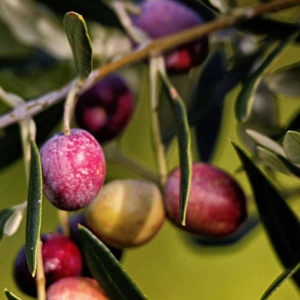 ULIVO PENDOLINO - Olea Europaea Pendolino - Ulivo da Olio
