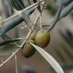 Carica immagine nel visualizzatore Galleria, ULIVO PERANZANA - Olea Europaea Peranzana - Ulivo da Olio
