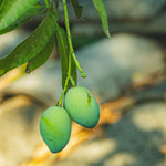 Carica immagine nel visualizzatore Galleria, ULIVO  PICHOLINE - Olea Europaea Picholine - Ulivo da Olio e da Mensa
