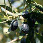 Carica immagine nel visualizzatore Galleria, ULIVO RACIOPPELLA - Olea Europaea Racioppella - Ulivo da Olio
