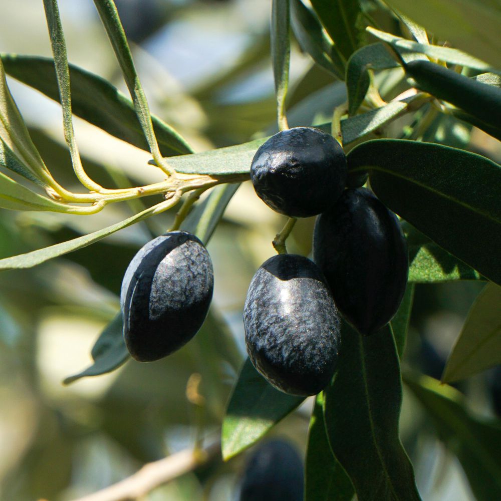 ULIVO RACIOPPELLA - Olea Europaea Racioppella - Ulivo da Olio