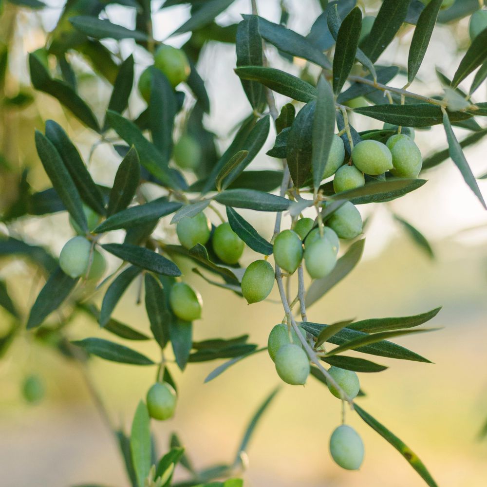 ULIVO SANT'AGOSTINO - Olea Europaea Sant'Agostino - Ulivo da Mensa