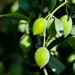Carica immagine nel visualizzatore Galleria, ULIVO UOVA DI PICCIONE - Olea Europaea Uova di Piccione - Ulivo da Mensa
