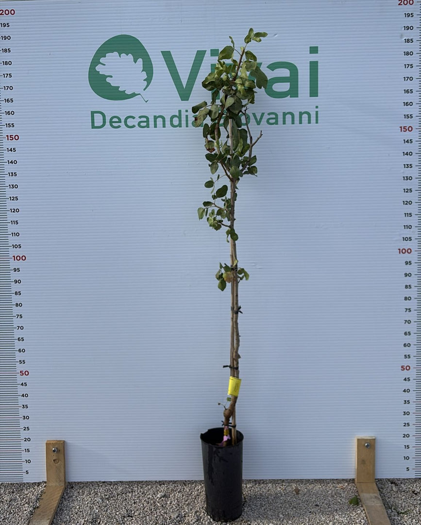 PISTACCHIO - Peter su portainnesto UCB1 (maschio)