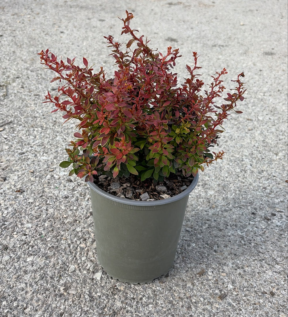 BERBERIS - atropurpurea admiration v.19