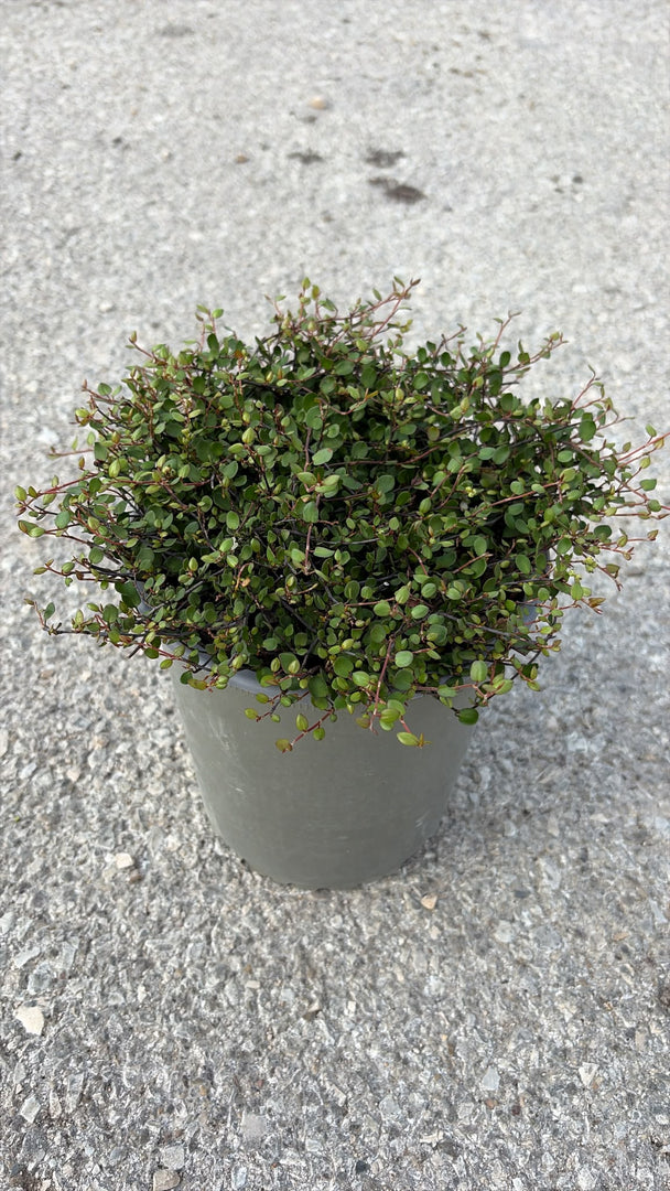 MUEHLENBECKIA COMPLEXA  v.19