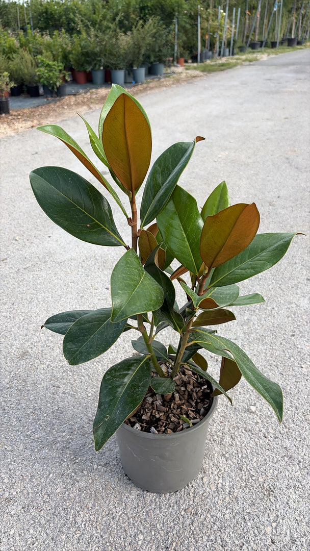 MAGNOLIA GRANDIFLORA v.22 h.40-50cm