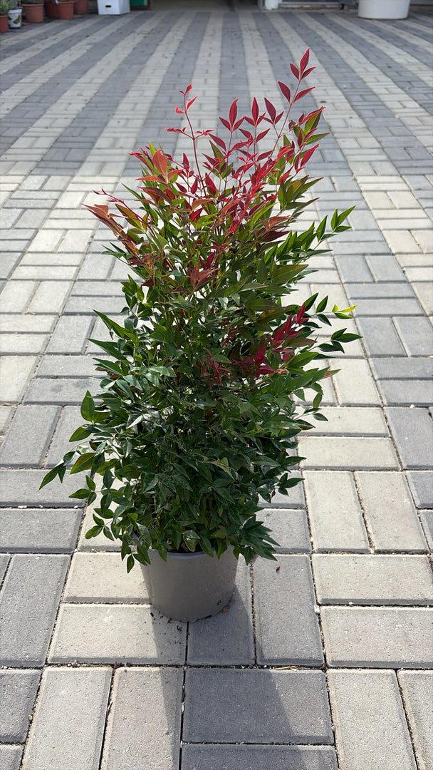 NANDINA DOMESTICA ‘OBSESSED’ v.19