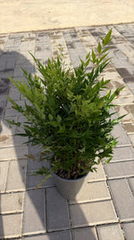 Carica immagine nel visualizzatore Galleria, NANDINA DOMESTICA ‘LEMON’ v.19